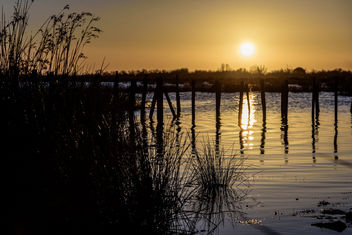 Golden Camargue - image gratuit #453345